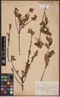 Foto von Salix aurita L. x Salix myrtilloides L.